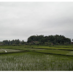 Jual Sawah Murah di  Tasikmalaya
